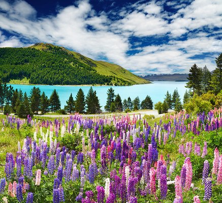 Lavender By Lake Tekapo