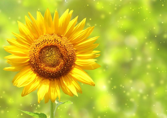 Beautiful Summer Sunflower