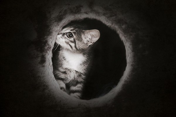 Cat In A Hole