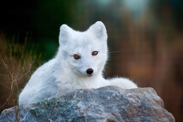 Arctic Fox