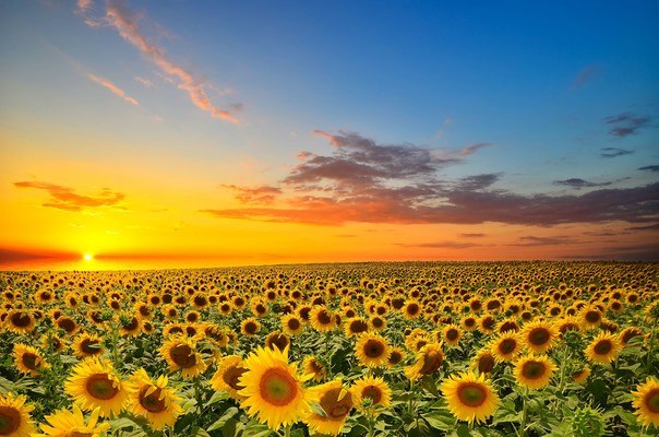 Amazing Sunflower Sunset