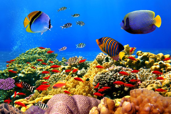 Tropical Fish Coral Reef