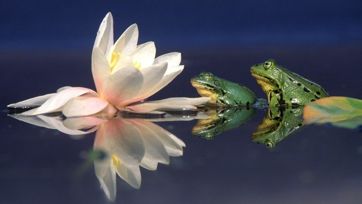 Water Lily & Edible Frogs