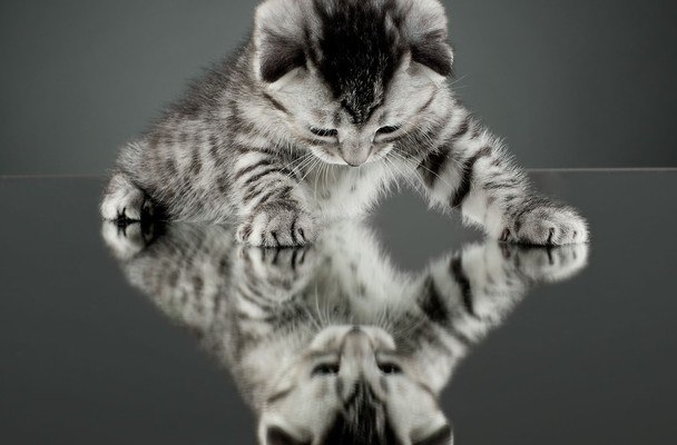 Cat Reflection