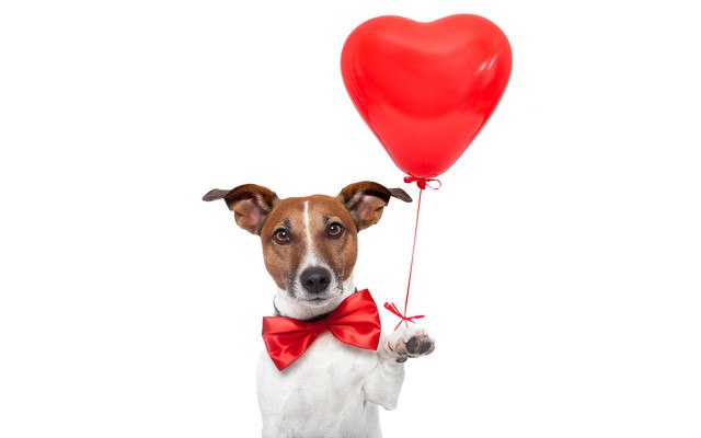 Jack Russell Holding Heart Balloon