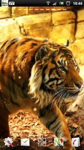 free live tiger wallpaper