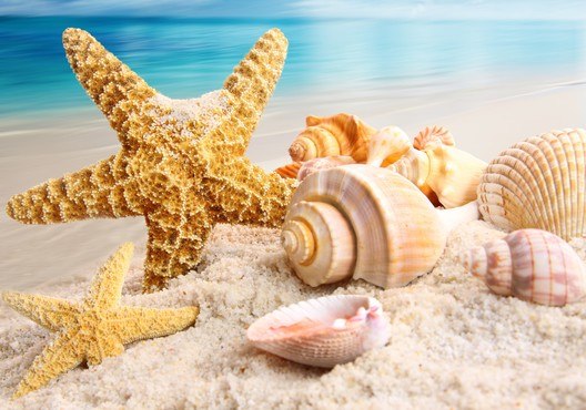 Shells & Starfish