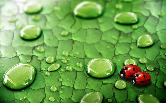 Ladybird Water Droplets