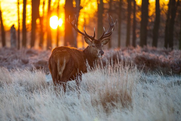 Deer Morning