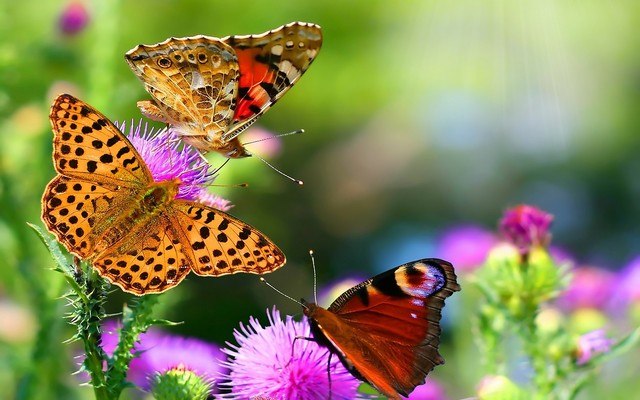 Summer Butterflies
