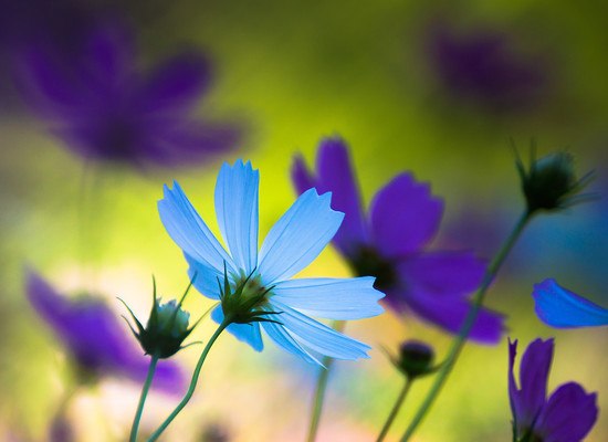 Blue And Purple Flowers