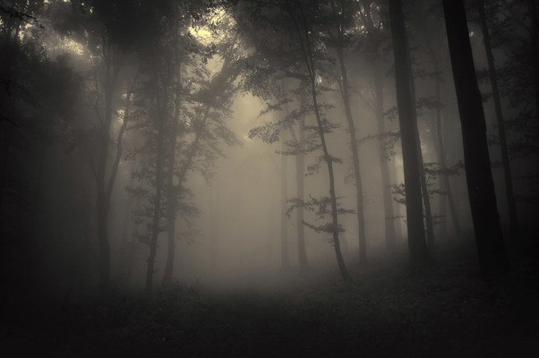 Dark Forest