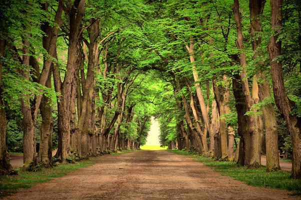 Road Lined With Trees