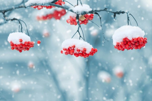 Snow Covered Red Berries