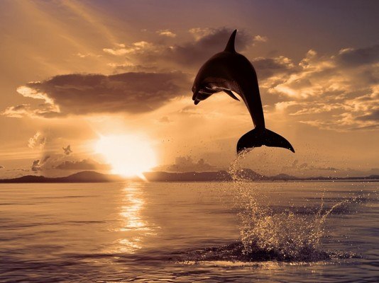 Sunset Dolphin