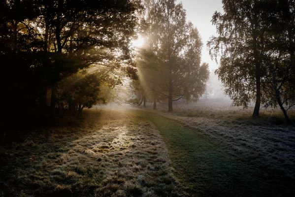 Sun Shining Through The Trees