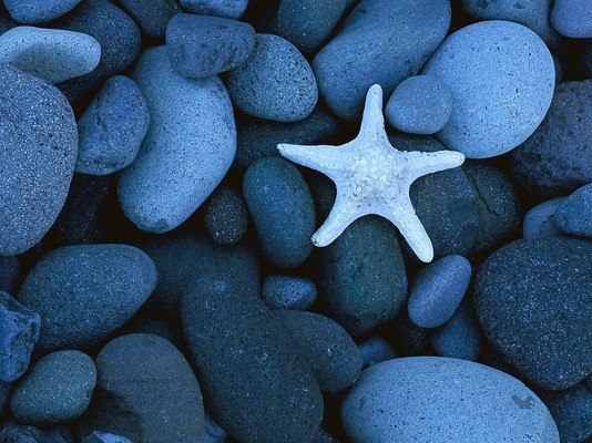 Starfish Pebble