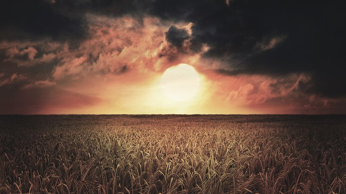 Crop Field Sunset