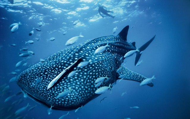 Whale Shark