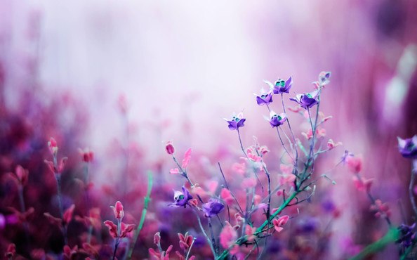 Beautiful Lilac Flowers