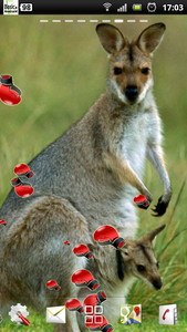 kangaroo live wallpaper