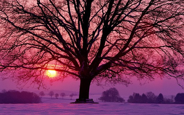 Tree Winter Sunset