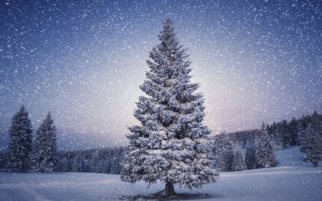 Snow Covered Tree