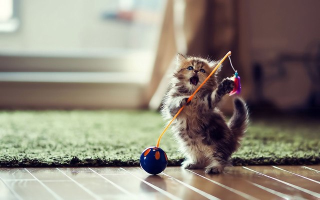 Funny Dancing Kitten