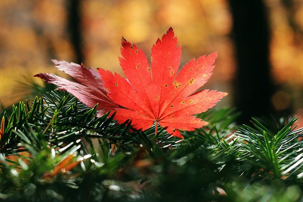 Macro Maple Leaf