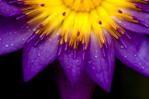 Purple & Yellow Flower
