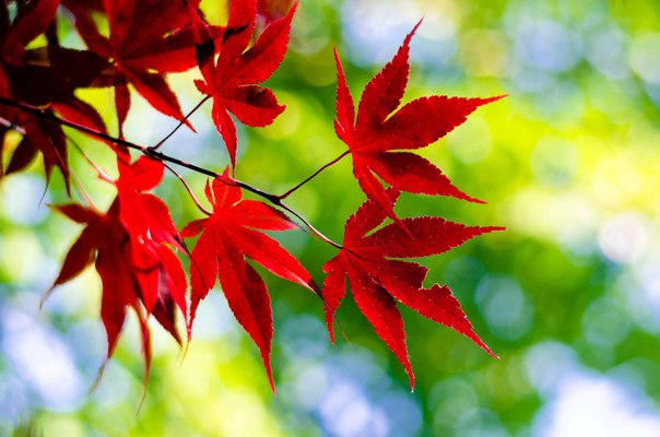 Japanese Maple Leaf