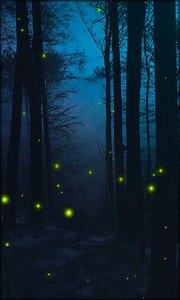 Fireflies Live Wallpaper