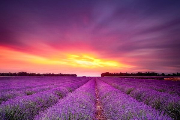 Stunning Lavender Fields