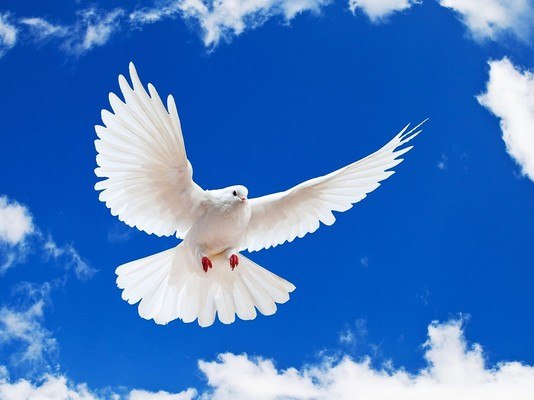 Beautiful White Dove