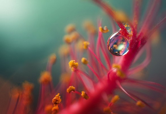 Flower Macro Water Drop