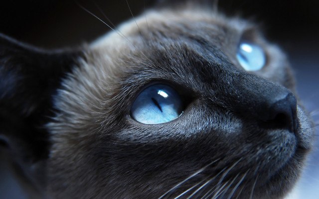 Beautiful Cat Eyes