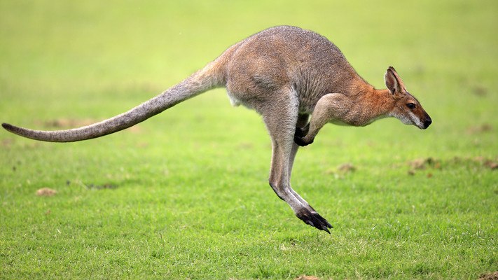 Kangaroo Hop