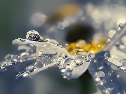 Macro Water Droplets On Flower