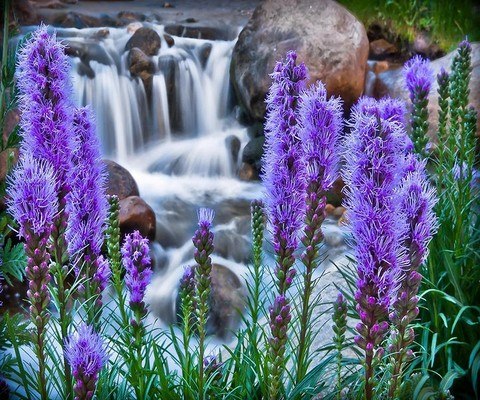 Purple Wildflowers