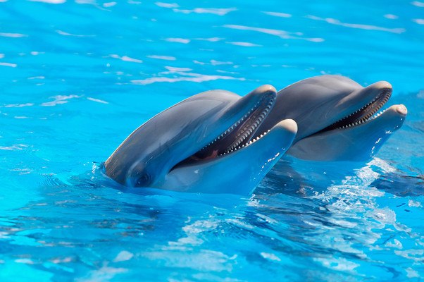 Dolphins Feeding