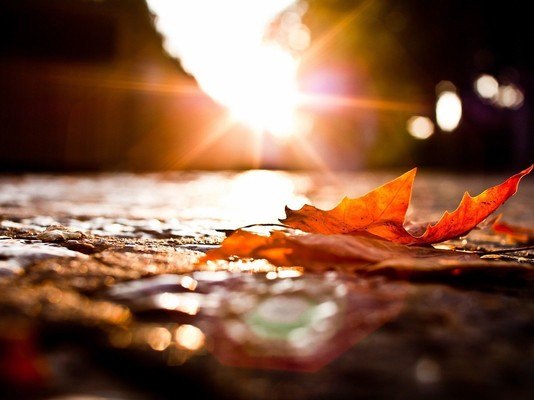 Sun Shining On Autumn Leaf