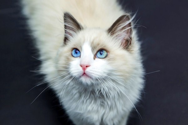 Blue Eyed Cat Art