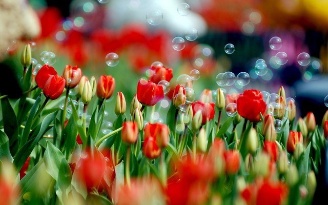 Tulip Bubbles