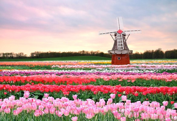 Dutch Bulb Field Windmill