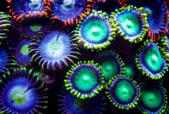 Underwater Neon Coral