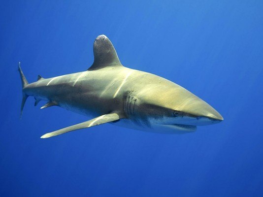 Deep Sea Shark