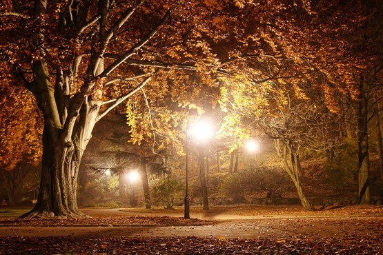 Autumn Park At Night