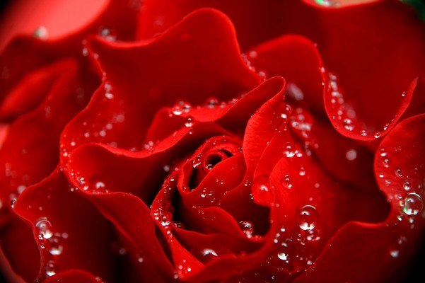 Macro Rose Droplets