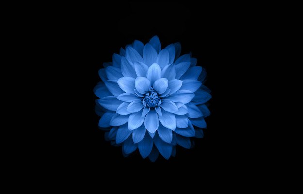 Blue Lotus Flower iOS 8
