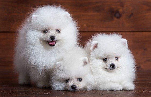 Cute White Pomeranian Puppies